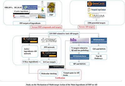Potential bioactive compounds and mechanisms of  - Frontiers